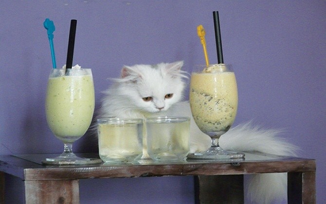 Cafe 4 221021715