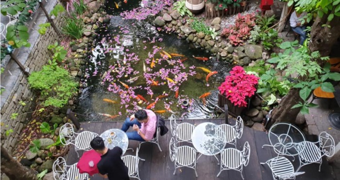 kinh nghiệm mở quán cafe cá Koi
