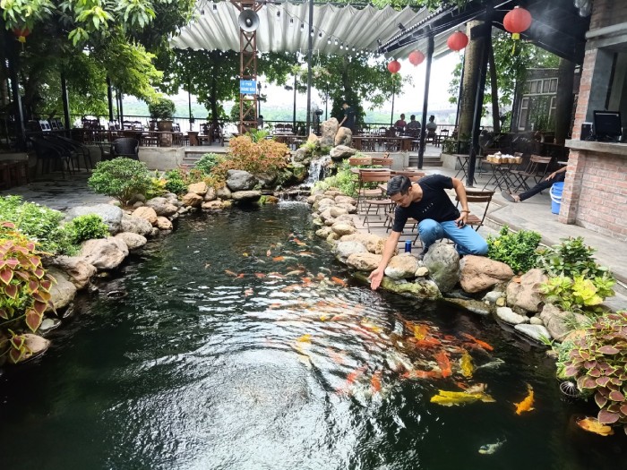 kinh nghiệm mở quán cafe cá Koi