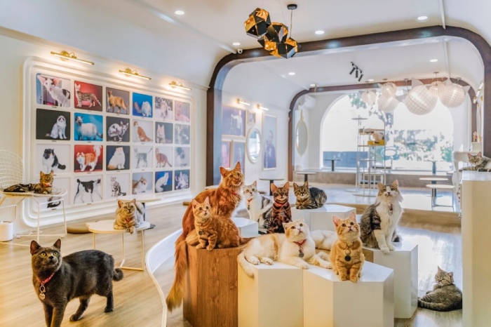 Mô Hình Quán Cafe Mèo