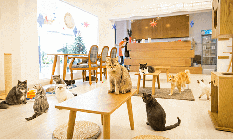 Những Chú Mèo Đáng Yêu Tại Quán Cafe