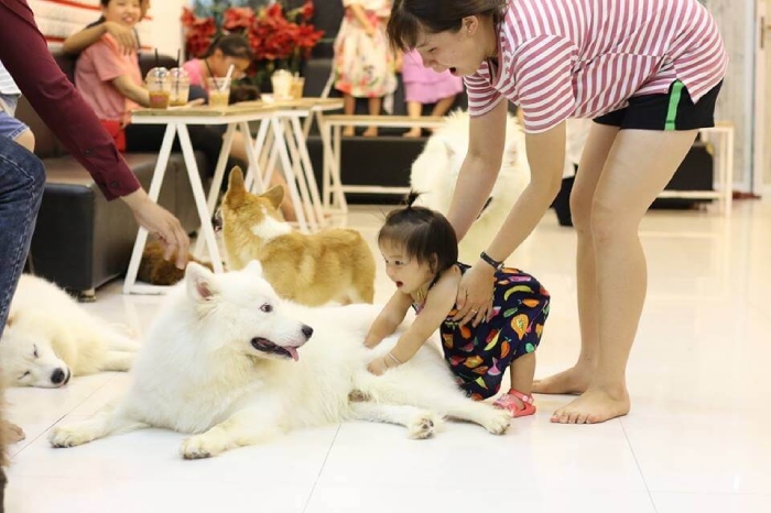 Ý tưởng mở quán cafe thú cưng