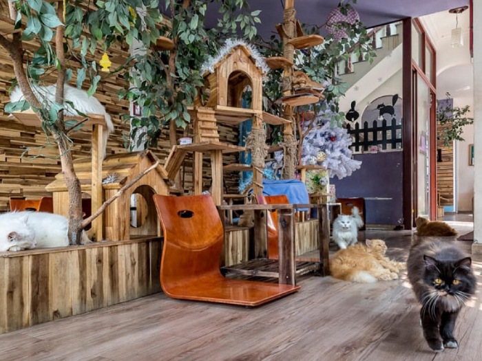 Ý tưởng mở quán cafe thú cưng